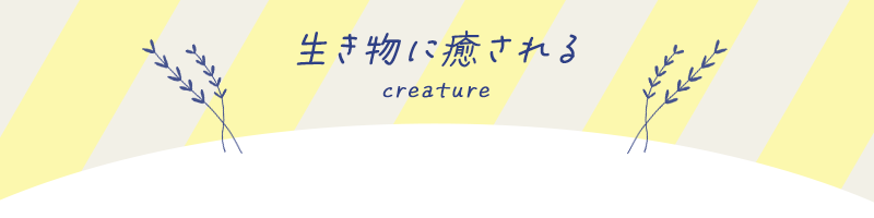 関西の生き物に癒されるイベント