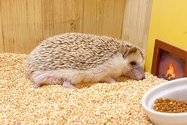 ちくっと恋する★カフェコン