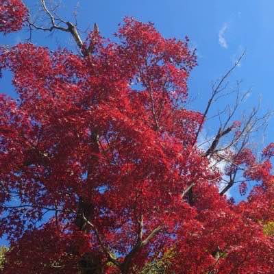 紅葉狩りin八事興正寺♡落ち着いた場所でゆっくりおさんぽ