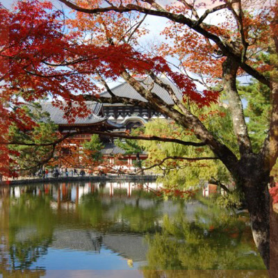 【奈良公園おさんぽ＆東大寺を拝観】紅葉も満喫できる♪話題スポットが盛り沢山！