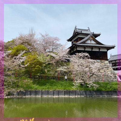 《奈良新企画》お花見さんぽin郡山城跡♡季節を感じながら交流しましょう♪