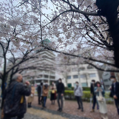 《日本橋おさんぽツアー》ガイド付き！お花見＆七福神巡り♪