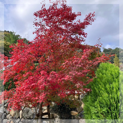 ＼紅葉ハイキングin箕面大滝／自然やお散歩好き同士、共通点から出会う♡