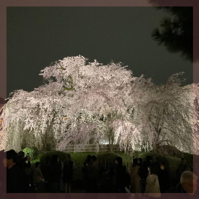 「祇園の夜桜」in円山公園この季節ならではの出会いをお届け♡