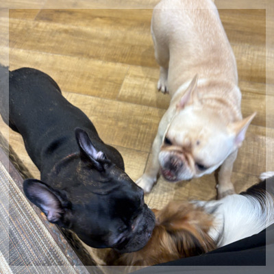【人気のいぬねこカフェ】犬猫両エリアを楽しみながら出会える！