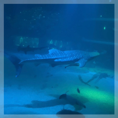 【夜の海遊館☆最大16名】✓お出かけが好き✓グループで盛り上がる