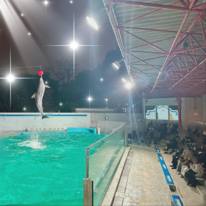 夜の水族館を完全貸切！一夜限り・大迫力のイルカショーも開催！