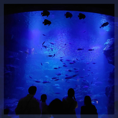 【夜の京都水族館♡最大8対8】夜限定の幻想的な空間でロマンチックな出会い