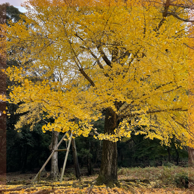 ＼ゆったり紅葉ハイキングin奈良の若草山／頂上からの眺めは別格！