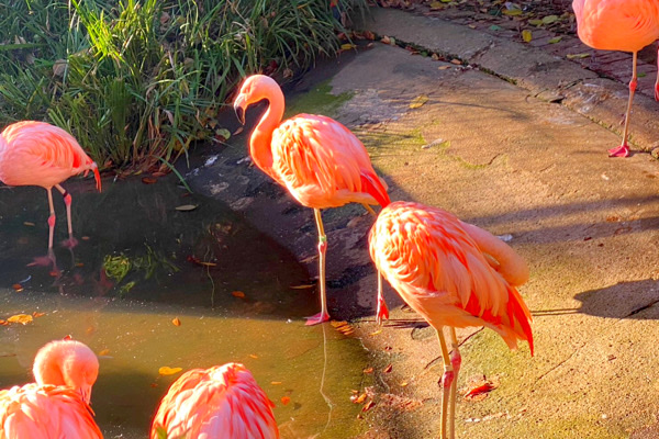 ＼まったり動物で癒される♡in 横浜／グループ散策♪《動物園おさんぽ》