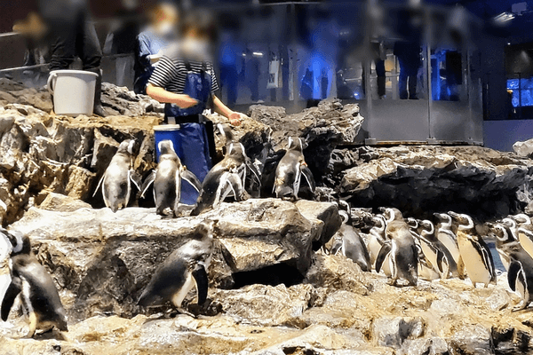 《すみだ水族館を満喫》王道デートコースでときめきたい男女♪