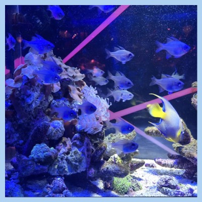 満員で開催！お台場アクアリウムで幻想的な空間を一緒に体験♡