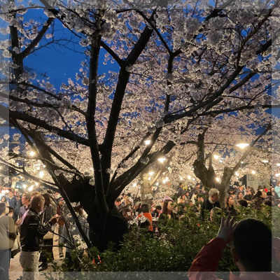 「祇園の夜桜」in円山公園この季節ならではの出会いをお届け♡