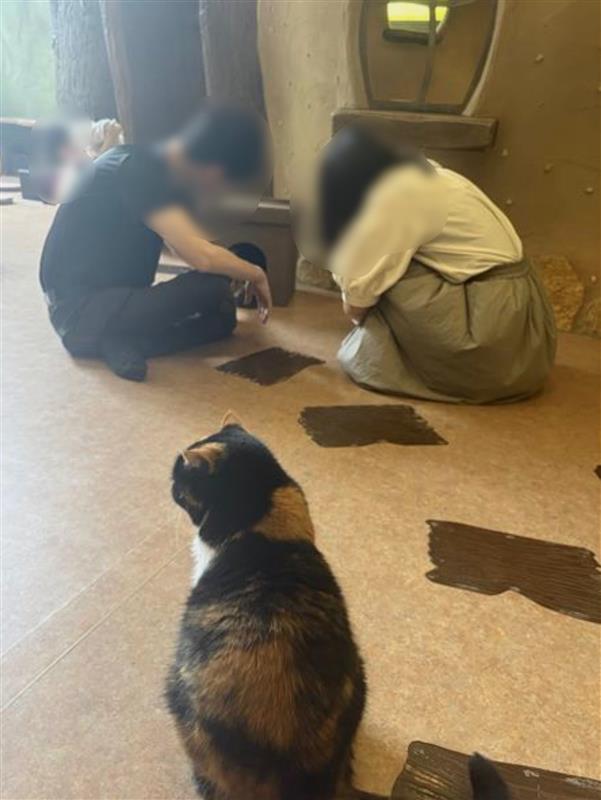 恋する♡ねこんかつ／吉祥寺のねこカフェでまったり出会おう♪