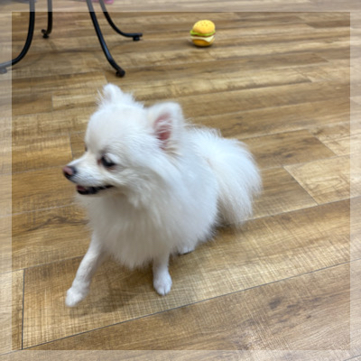【人気のいぬねこカフェ】犬猫両エリアを楽しみながら出会える！