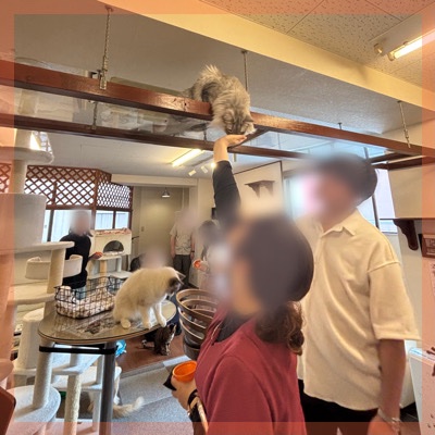 ＼店舗貸切ねこんかつ in 神戸／動物好き同士で出会う♥おやつタイムあり
