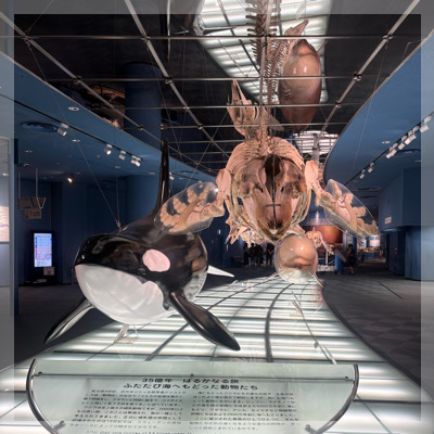 同年代！【20代限定！夏のナイトアクアリウム】