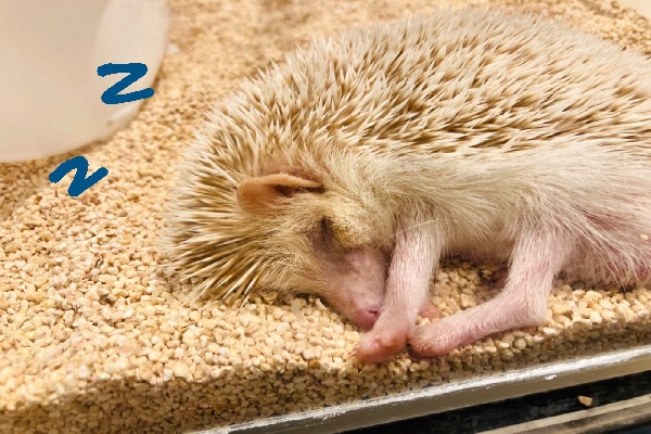 《はりねずみに癒される♡趣味コン》ちくちくカフェでまったりお話ししよ♪