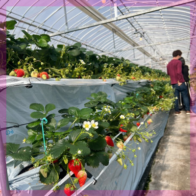 ＼いちご狩りコン♡30分食べ放題／いちごと共にあま～い出会いを♡