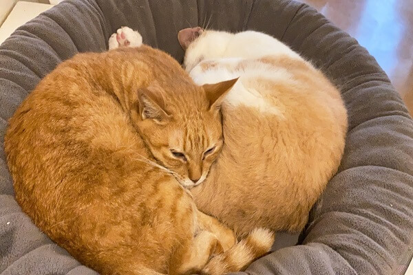 第一回・MV〇企画