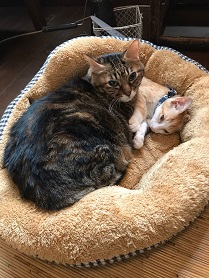 毎回人気！猫ちゃん恋活『ねこんかつ』