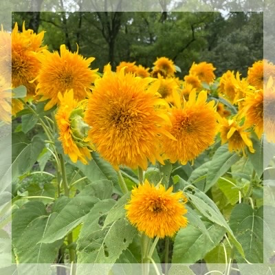 万博記念公園☆お散歩