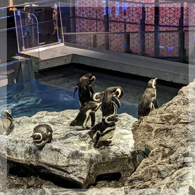 すみだ水族館でワクドキ！王道デートコースで素敵なひと時を♡