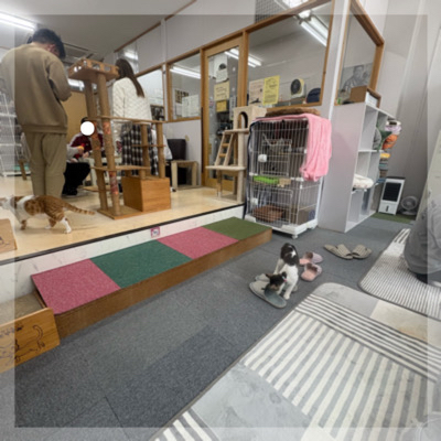 ふれあい体験で会話も弾む保護猫カフェで癒しの【ねこんかつ】