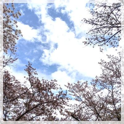 出会いの季節にお花見