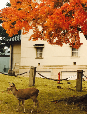 来週がピーク！紅葉デートで距離を縮めて♪