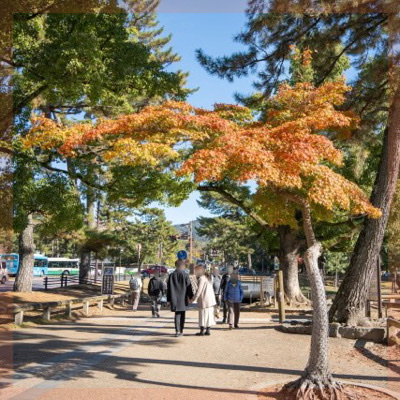 【奈良公園おさんぽ＆東大寺を拝観】紅葉も満喫できる♪話題スポットが盛り沢山！