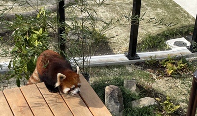 春を満喫できる！お花見×動物園デート♡
