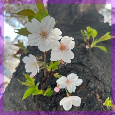 お散歩コン in京都♪＃祇園白川 ＃桜 ＃スタッフ同伴なし