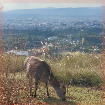 ＼ゆったり紅葉ハイキングin奈良の若草山／頂上からの眺めは別格！