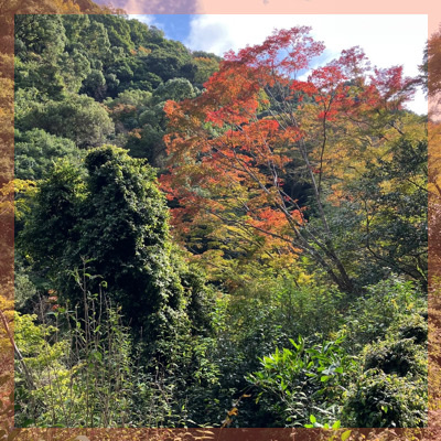 ＼紅葉ハイキングin箕面大滝／自然やお散歩好き同士、共通点から出会う♡