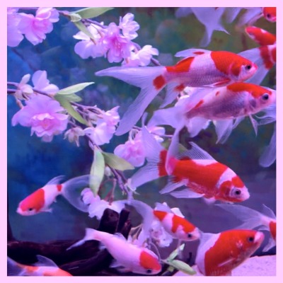 満員で開催！お台場アクアリウムで幻想的な空間を一緒に体験♡