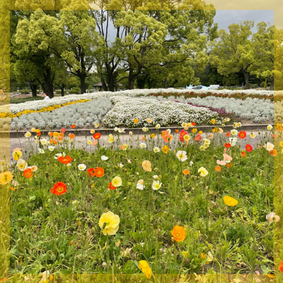 ポピーフェア♥約32万本が咲き誇る万博記念公園をグループさんぽ♪