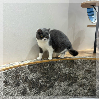 【人気のいぬねこカフェ】犬猫両エリアを楽しみながら出会える！