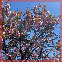 《お花見さんぽ♡横浜》女性お申込み殺到中♡同年代で桜並木をいっしょに楽しむ♪