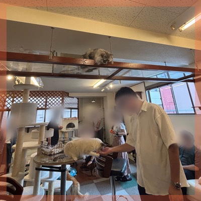 ＼店舗貸切ねこんかつ in 神戸／動物好き同士で出会う♥おやつタイムあり