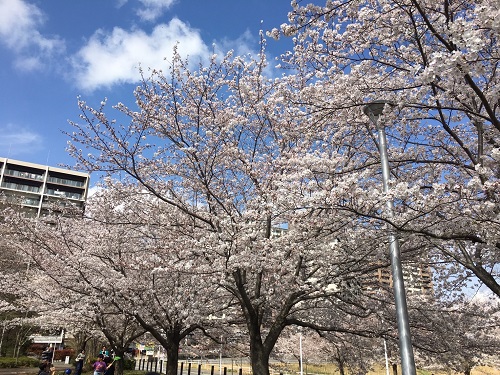 《おさんぽコン♡研究学園駅前公園》桜並木をいっしょに楽しむ♪
