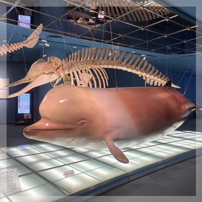 同年代！【20代限定！夏のナイトアクアリウム】