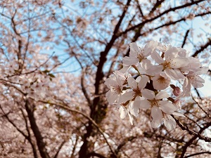 西公園でお花見さんぽが楽しめるパーティー！