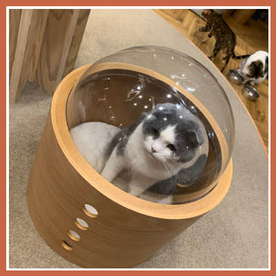 完全貸切♡自然体で楽しめるねこんかつ！