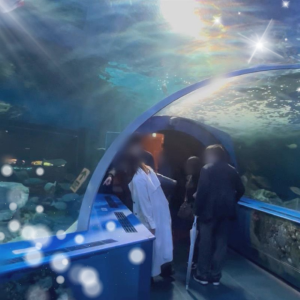 夜の水族館を完全貸切！一夜限り・大迫力のイルカショーも開催！