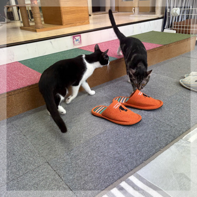 ふれあい体験で会話も弾む保護猫カフェで癒しの【ねこんかつ】