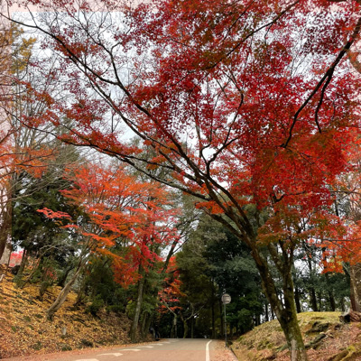 ＼ゆったり紅葉ハイキングin奈良の若草山／頂上からの眺めは別格！