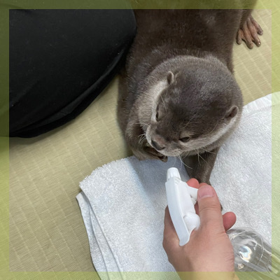 《カワウソカフェ♡貸切》癒されながら距離が縮まるとっておきの時間