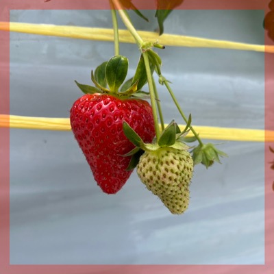 【完全貸切♪イチゴ狩りコン】季節限定のイベントで楽しく出会う♡