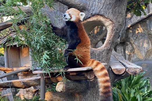 ＼まったり動物で癒される♡in 横浜／グループ散策♪《動物園おさんぽ》